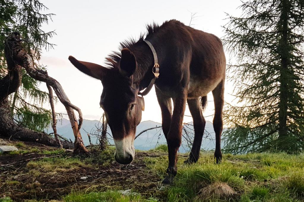 escursioni-val-di-rabbi parco-nazionale-stelvio terme-di-rabbi5