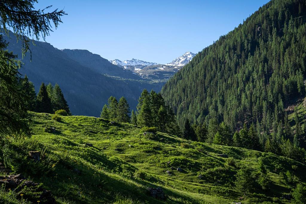 treehugging abbracciare-gli-alberi benessere-in-natura Terme-di-Rabbi7